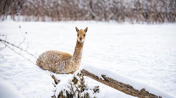 Ein Vikunja im verschneiten Tierpark. Der Zoo ist wegen Corona derzeit geschlossen.