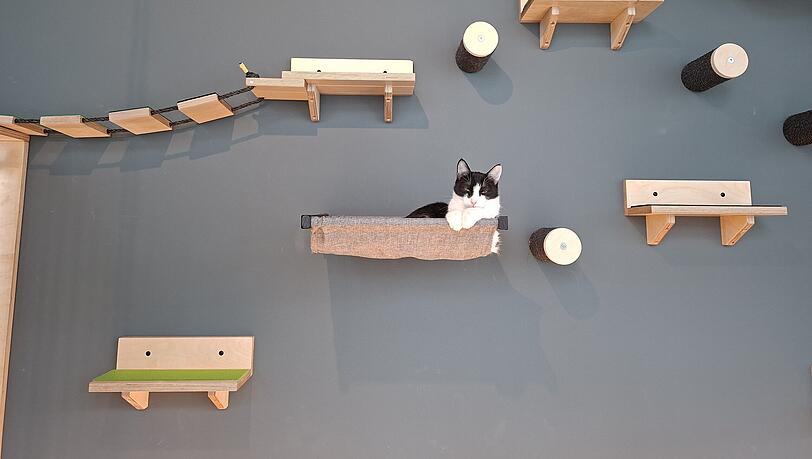 Kater Ronny überblickt den neuen Katzentempel in Freiham. Er ist einer seiner fünf tierischen Bewohner.