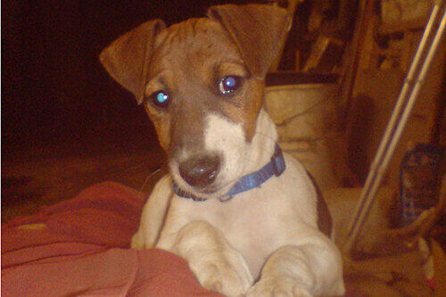 Durfte nur 30 Wochen leben: Der Jack-Russel-Terrier &bdquo;Sammy&ldquo; ist das Opfer eines irren Tierhassers geworden.