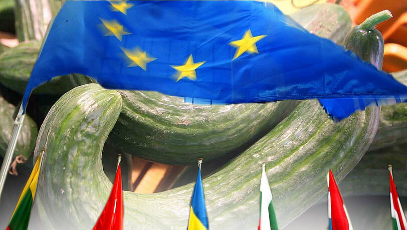 Die Krümmung der Gurke wird längst nicht mehr von der EU vorgeschrieben - zum Bedauern vieler europäischen Bauern. Die Krümmung der Gurke wird längst nicht mehr von der EU vorgeschrieben - zum Bedauern vieler europäischen Bauern.