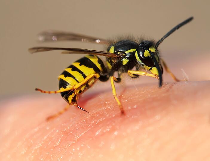 Um Wespenstiche zu vermeiden, lauten beispielsweise die Empfehlungen des NABU (Naturschutzbund Deutschland): Lebensmittel im Freien abdecken, vor allem auch süße Getränke, hektisches Fuchteln vermeiden und nicht versuchen, die Wespen wegzupusten. Nach dem Essen insbesondere kleinen Kindern den Mund abputzen. Um Wespenstiche zu vermeiden, lauten beispielsweise die Empfehlungen des NABU (Naturschutzbund Deutschland): Lebensmittel im Freien abdecken, vor allem auch süße Getränke, hektisches Fuchteln vermeiden und nicht versuchen, die Wespen wegzupusten. Nach dem Essen insbesondere kleinen Kindern den Mund abputzen.