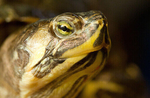 2005 - Das Monster von Aschheim:Eine Geierschildkröte im Speichersee &ndash; ein Ort in Aufruhr. Letztendlich war&rsquo;s eine harmlose Gelbwangen-Schildkröte.