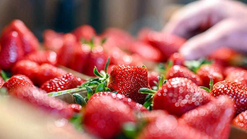 Jetzt gibt es Erdbeeren so günstig wie nie in der Saison. (Archivbild)