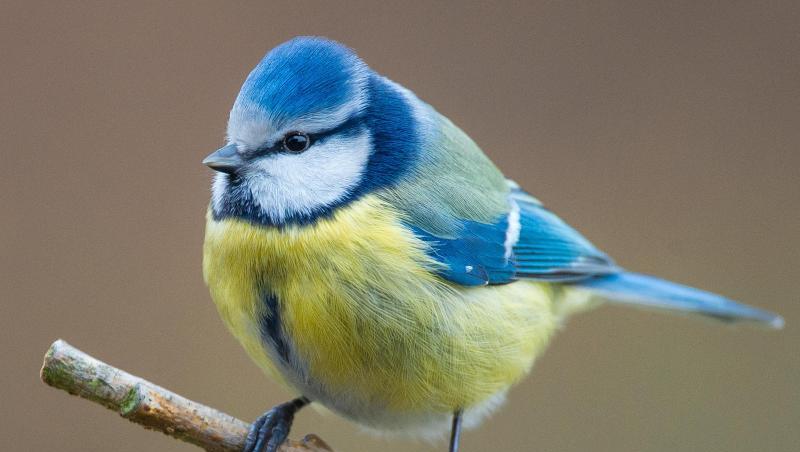 Eine Blaumeise (Cyanistes caeruleus) sitzt in einem Garten auf einem Ast. Foto: Patrick Pleul/dpa-Zentralbild/dpa Eine Blaumeise (Cyanistes caeruleus) sitzt in einem Garten auf einem Ast. Foto: Patrick Pleul/dpa-Zentralbild/dpa