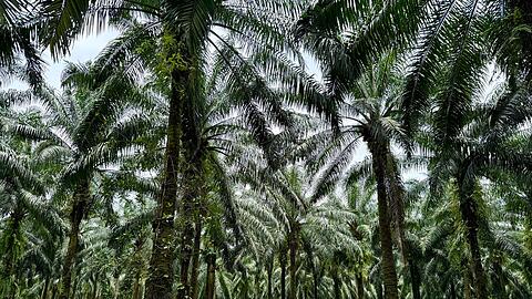 In Indonesien werden riesige Waldgebiete wegen des weltweiten Palmöl-Booms abgeholzt.