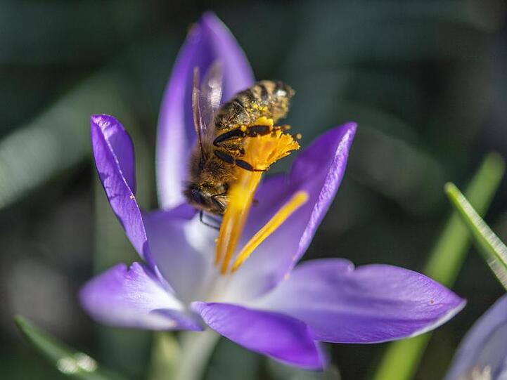 Ein Biene sammelt Pollen in einer Krokusblüte. Foto: Patrick Seeger/dpa/Archivbild/Symbolbild
