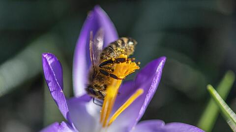 Ein Biene sammelt Pollen in einer Krokusblüte. Foto: Patrick Seeger/dpa/Archivbild/Symbolbild