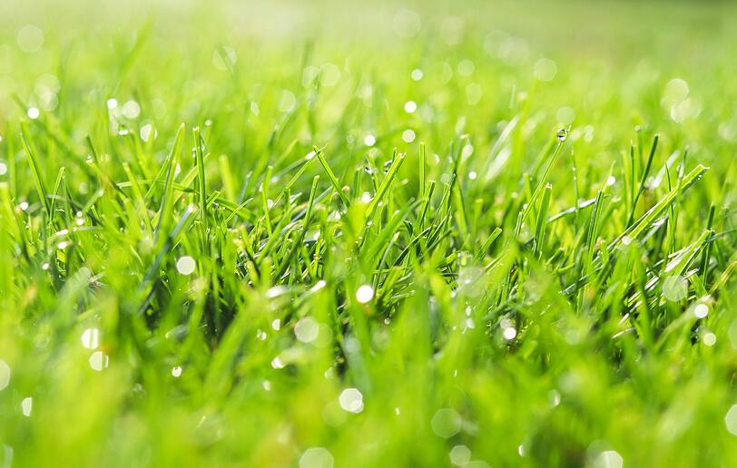 Sie haben kein Zeitungspapier griffbereit, dafür aber einen Garten mit Rasen? Dann lassen Sie den Grillrost über Nacht im Gras einweichen. Durch Tau und Luftfeuchtigkeit weicht er ein und Sie haben am nächsten Morgen weniger Arbeit beim Schrubben. Sie haben kein Zeitungspapier griffbereit, dafür aber einen Garten mit Rasen? Dann lassen Sie den Grillrost über Nacht im Gras einweichen. Durch Tau und Luftfeuchtigkeit weicht er ein und Sie haben am nächsten Morgen weniger Arbeit beim Schrubben.