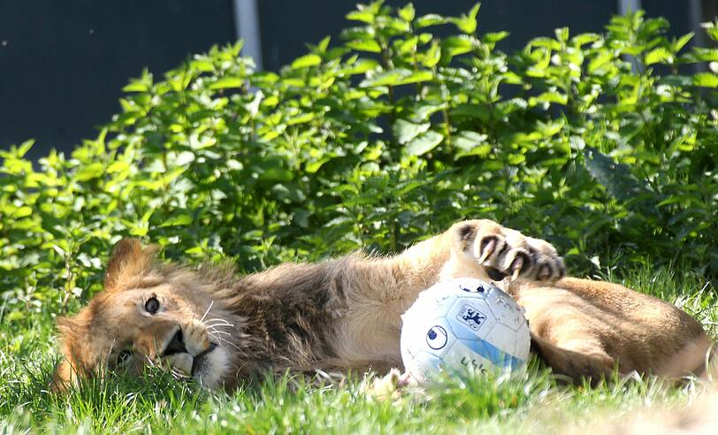Benny und Max - nach zwei 1860-Torjägern sind die zwei Löwenjungen in Hellabrunn vom Paten TSV benannt worden. Die AZ hat die Neu-Löwen im Zoo besucht. Die Fotos sehen Sie in der Bilderstrecke.