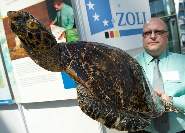 Ein Zollbeamter hält am Flughafen München, am Rande der Jahrespressekonferenz des deutschen Zolls, eine sichergestellte präparierte Karettschildkröte in die Kamera.