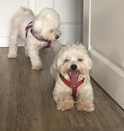 Hunde Pauli und Puschi (Bichon-Malteser / Bichon-Havanneser)