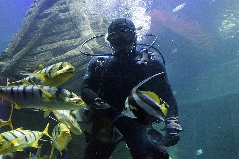 Abtauchen in eine fremde Welt. Bei Sea Life können Besucher Fluß- und Meereslebewesen einen Besuch abstatten.