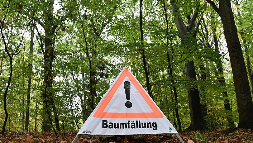 Beim Umdrücken rutschte die Buche am Hang ab und streifte dabei einen abgestorbenen Baum. (Symbolbild) Beim Umdrücken rutschte die Buche am Hang ab und streifte dabei einen abgestorbenen Baum. (Symbolbild)