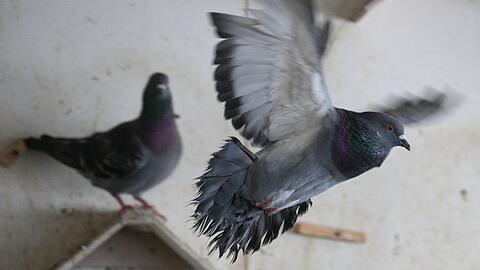 Eine Frau schießt in München mit einer Softair-Waffe auf Tauben. (Symbolbild)