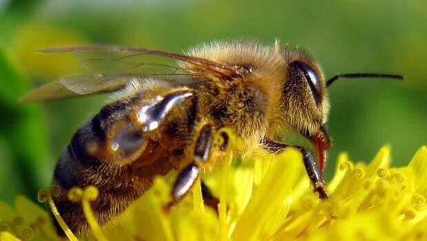 Bienen-Alarm bei der Münchner Feuerwehr Bienen-Alarm bei der Münchner Feuerwehr