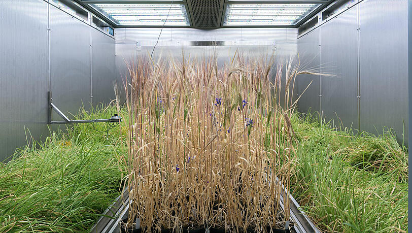 „TUMmesa“ besteht aus acht Klimakammern für Experimente mit Pflanzen, Mikroorganismen und Insekten. „TUMmesa“ besteht aus acht Klimakammern für Experimente mit Pflanzen, Mikroorganismen und Insekten.