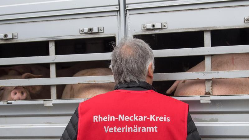 Ein Mitarbeiter des Veterinäramtes Rhein-Neckar-Kreis kontrolliert während einer Schwerpunktkontrolle Tiertransport einen Schweinetransporter. Ein Mitarbeiter des Veterinäramtes Rhein-Neckar-Kreis kontrolliert während einer Schwerpunktkontrolle Tiertransport einen Schweinetransporter.