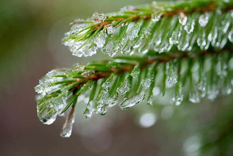 Die Nadelwäder im Bayerischen Wald sind von kleinen Eiszapfen überzogen.