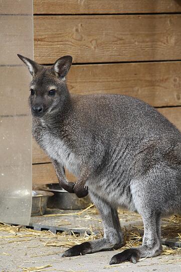 Wurde im Internet zum Kauf angeboten: Tierheim-Känguru "Jack".