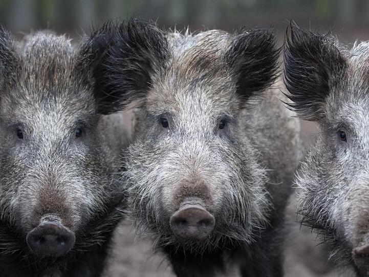 Zur Eindämmung der afrikanischen Schweinepest wurden jetzt neue Maßnahmen beschlossen. (Symbolbild)
