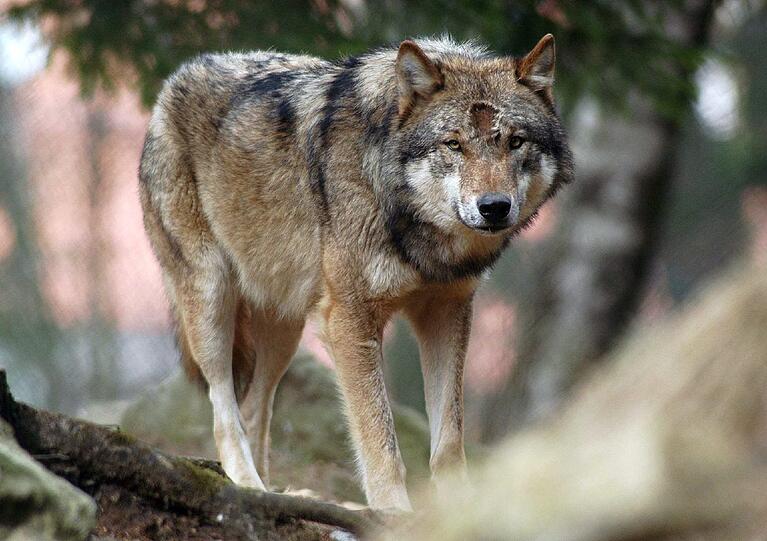 Ein Wolf im Gehege des Lohberger Tierparks, aus dem &bdquo;Pandur&ldquo; entwischt ist.