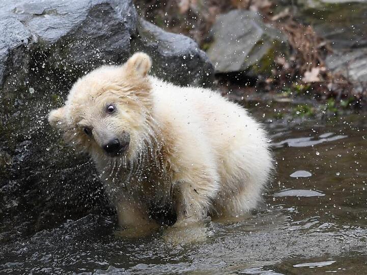 Das Eisbär-Mädchen ist vor dreieinhalb Monaten zur Welt gekommen.