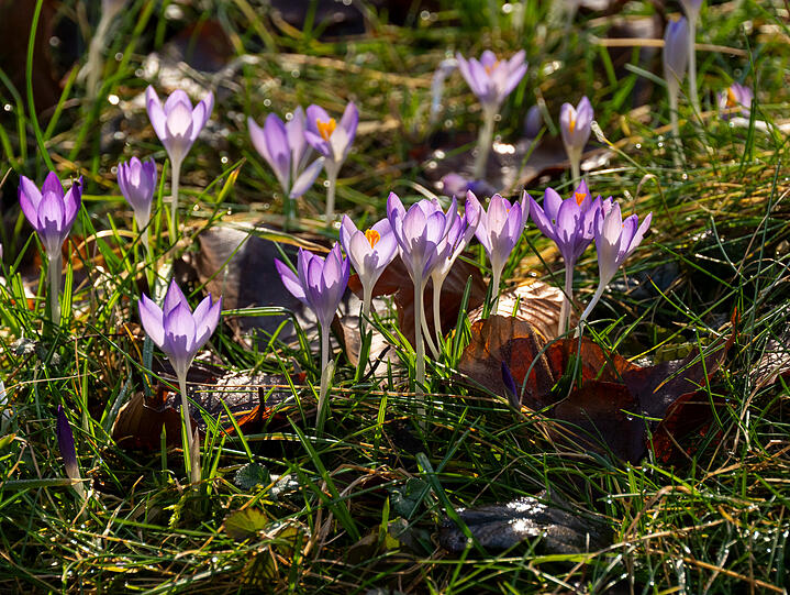 Krokusse spriessen bei fr&uuml;hlingshaften Temperaturen aus dem Rasen im Englischen Garten.