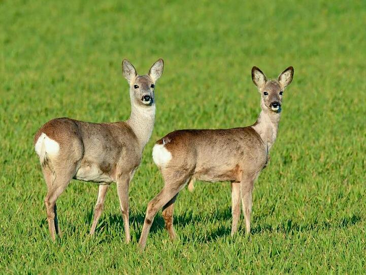 Zwei Rehe stehen auf einem Getreidefeld. Foto: Patrick Pleul/dpa-Zentralbild/ZB/Symbolbild