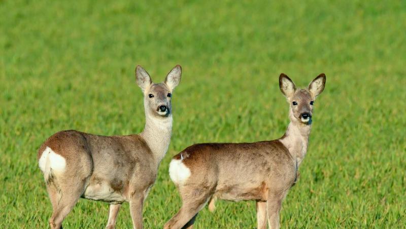 Zwei Rehe stehen auf einem Getreidefeld. Foto: Patrick Pleul/dpa-Zentralbild/ZB/Symbolbild