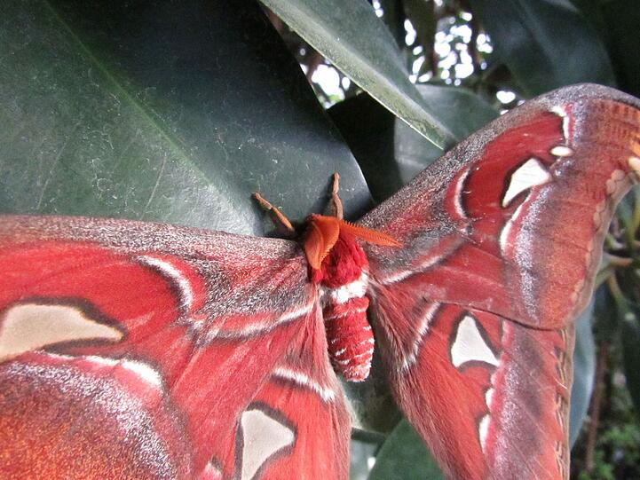 Tropische Schmetterlinge flattern jedes Jahr im Winter im Botanischen garten umher.