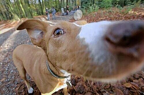 Hundebesitzer müssen demnächst die fällige Steuer bezahlen.