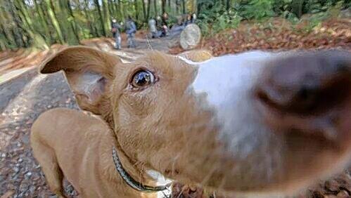 Hundebesitzer müssen demnächst die fällige Steuer bezahlen. Hundebesitzer müssen demnächst die fällige Steuer bezahlen.