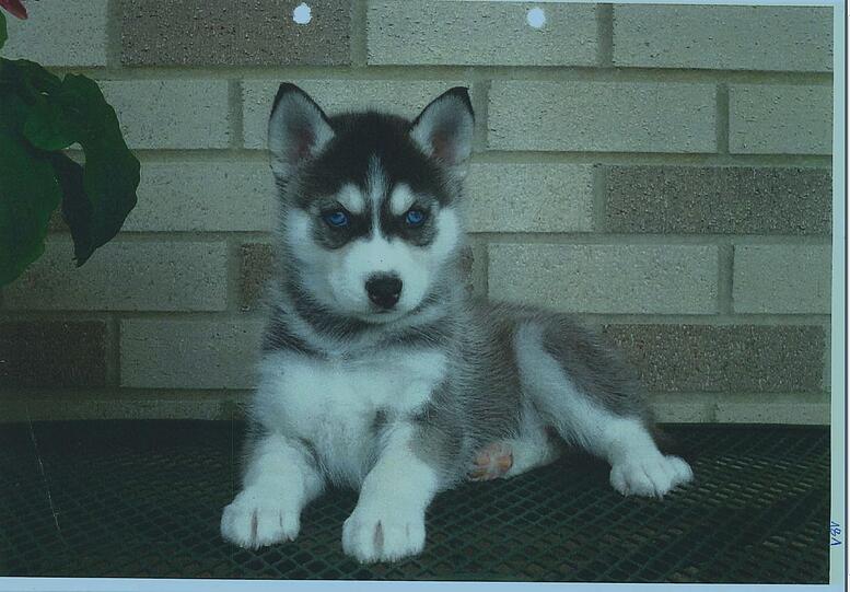 Dieser Husky sollte angeblich verkauft werden.