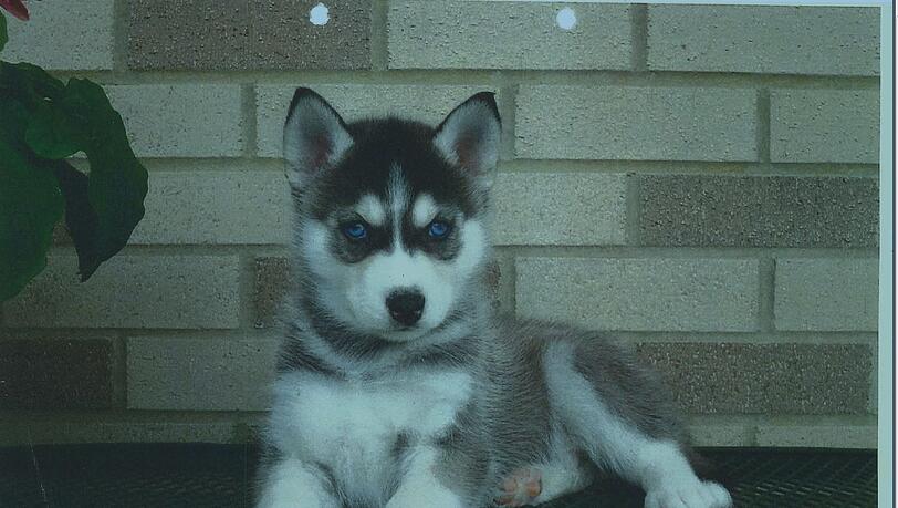 Dieser Husky sollte angeblich verkauft werden. Dieser Husky sollte angeblich verkauft werden.