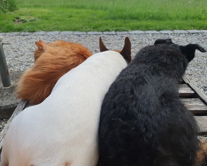 Emma, Walter und Rüscherl (Bulljack, Westfalenterrier, Hauskatze)