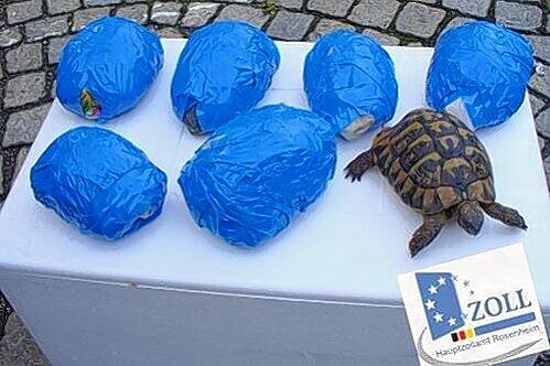 Diese sieben Schildkröten fand der Zoll bei einer Autokontrolle.
