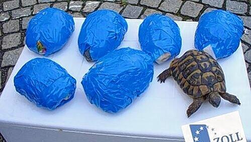 Diese sieben Schildkröten fand der Zoll bei einer Autokontrolle. Diese sieben Schildkröten fand der Zoll bei einer Autokontrolle.