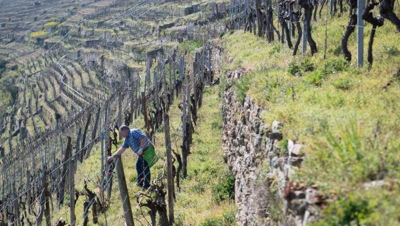 Das Direktkundengeschäft mit Wein legt während der Corona-Krise deutlich zu. Das Direktkundengeschäft mit Wein legt während der Corona-Krise deutlich zu.