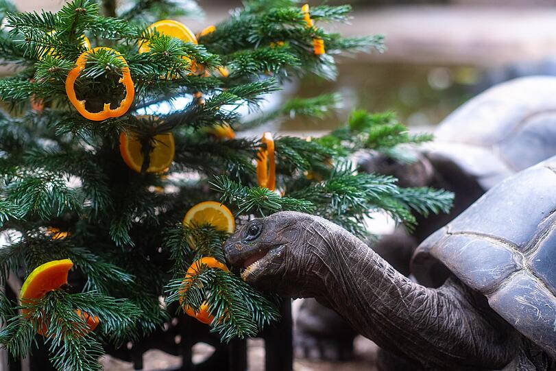 Die Aldabra-Riesenschildkroeten knabbern gemütlich am Baumschmuck.