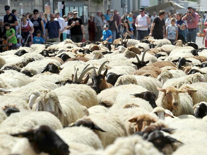 Eine Herde Schafe wird durch Altmühlental geführt. Foto: Stefan Puchner/Archiv