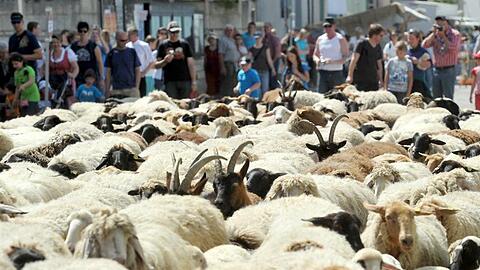Eine Herde Schafe wird durch Altmühlental geführt. Foto: Stefan Puchner/Archiv