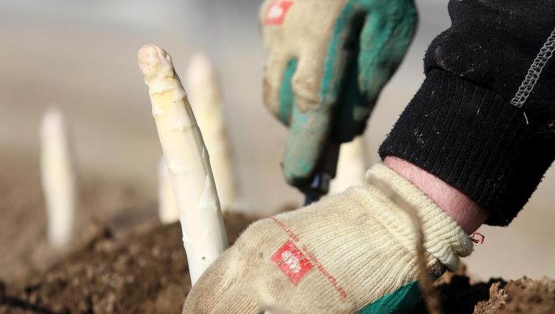Wer holt den Spargel aus der Erde, wenn die Saisonarbeiter ausbleiben?. Wer holt den Spargel aus der Erde, wenn die Saisonarbeiter ausbleiben?.