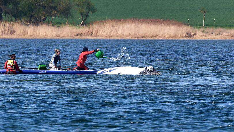 Der Buckelwal wird von Helfern vor der Insel Poel mit Wasser aus einer Gie&szlig;kanne bespritzt.
