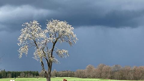 Kühe grasen nach einem Regenguss auf einer Weide in Bayern.
