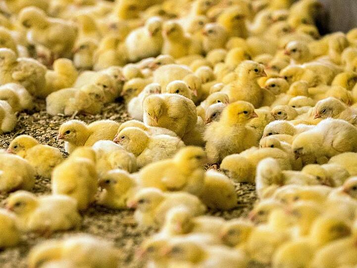 Wenige Tage alte Küken stehen in einem Hähnchenmastbetrieb. Im Streit um das Töten von Millionen männlichen Küken jedes Jahr hoffen Tierschützer auf einen Sieg vor dem Bundesverwaltungsgericht in Leipzig.
