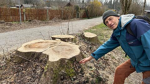 Der Baumschutzbeauftragte des Bezirks Conrad Lausberg (&Ouml;DP) zeigt im Isartal bei Thalkirchen auf mehrere frisch gef&auml;llte Eschenst&uuml;mpfe entlang des beliebten Radwegs.