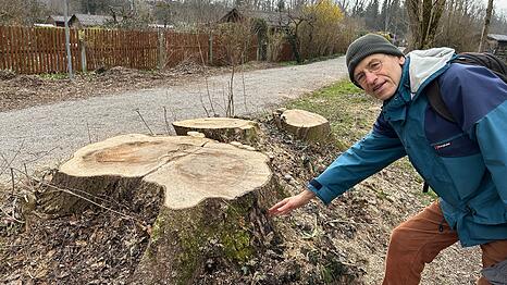 Der Baumschutzbeauftragte des Bezirks Conrad Lausberg (&Ouml;DP) zeigt im Isartal bei Thalkirchen auf mehrere frisch gef&auml;llte Eschenst&uuml;mpfe entlang des beliebten Radwegs.