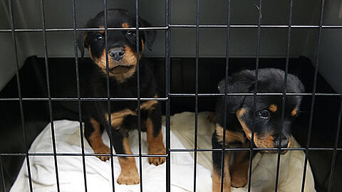 Große Erleichterung bei Tierschützern: Die Schmuggelwelpen dürfen in Bayern bleiben.