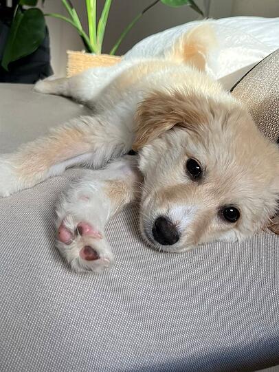 Maxi