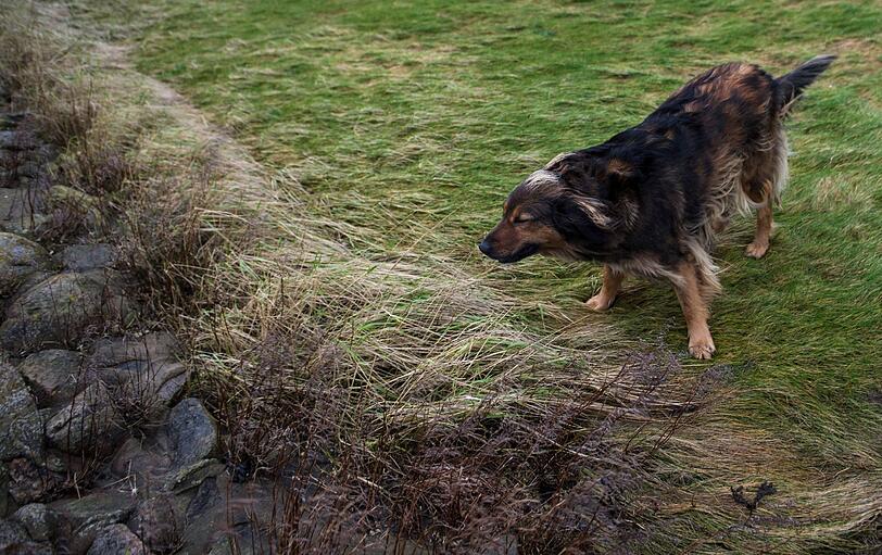 Hund Bonnie stemmt sich gegen den Wind auf der nordfriesische Hallig Langeneß (Schleswig-Holstein)